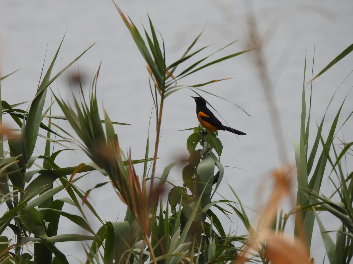 Black-vented Oriole - ML631055013