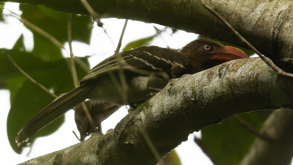 Red-billed Dwarf Hornbill - ML631055064