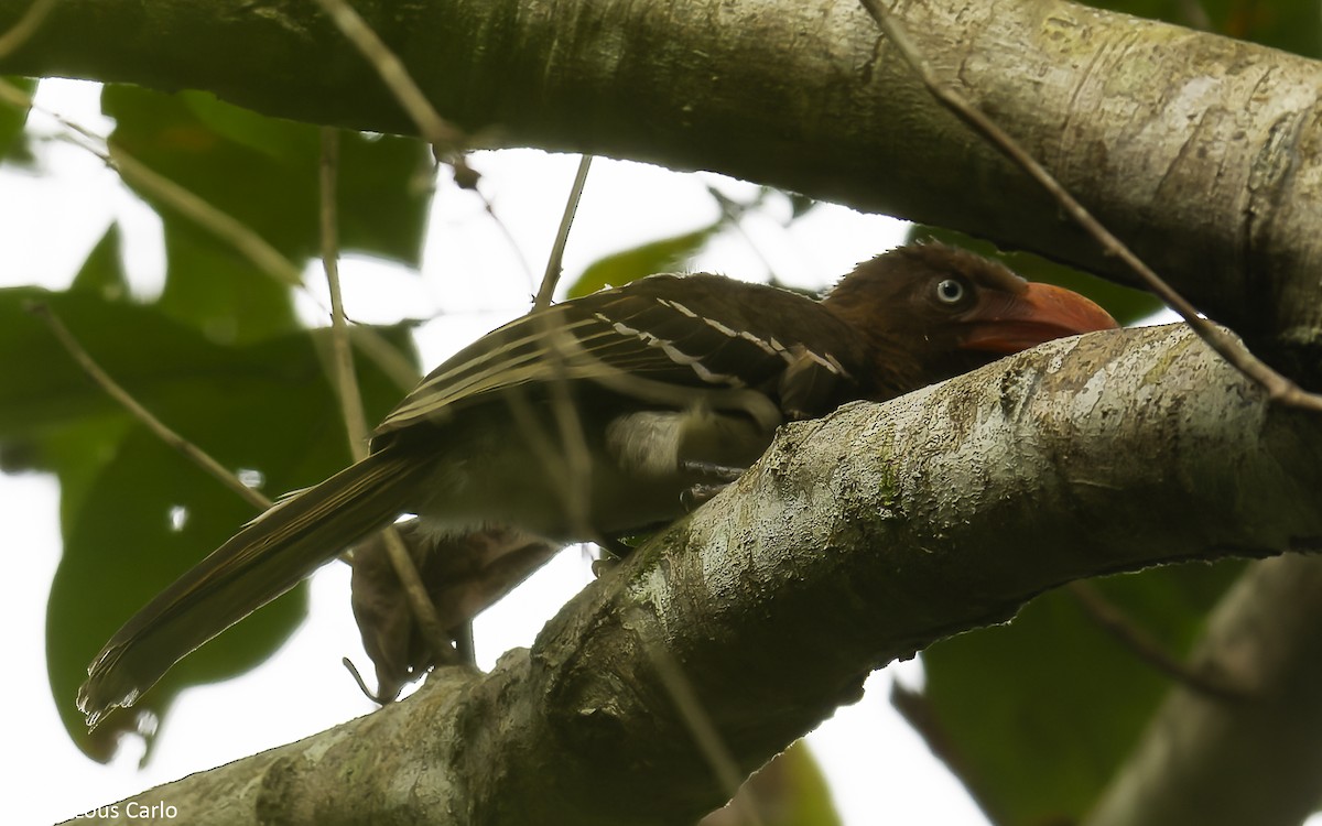 Red-billed Dwarf Hornbill - ML631055067