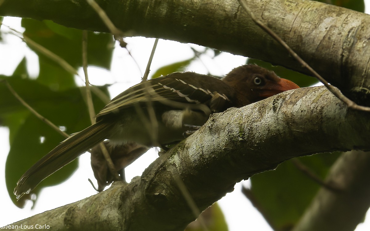 Red-billed Dwarf Hornbill - ML631055068