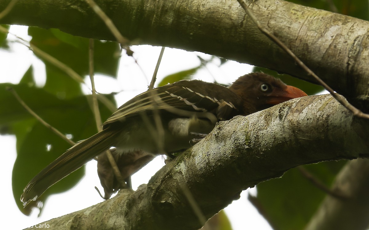 Red-billed Dwarf Hornbill - ML631055070