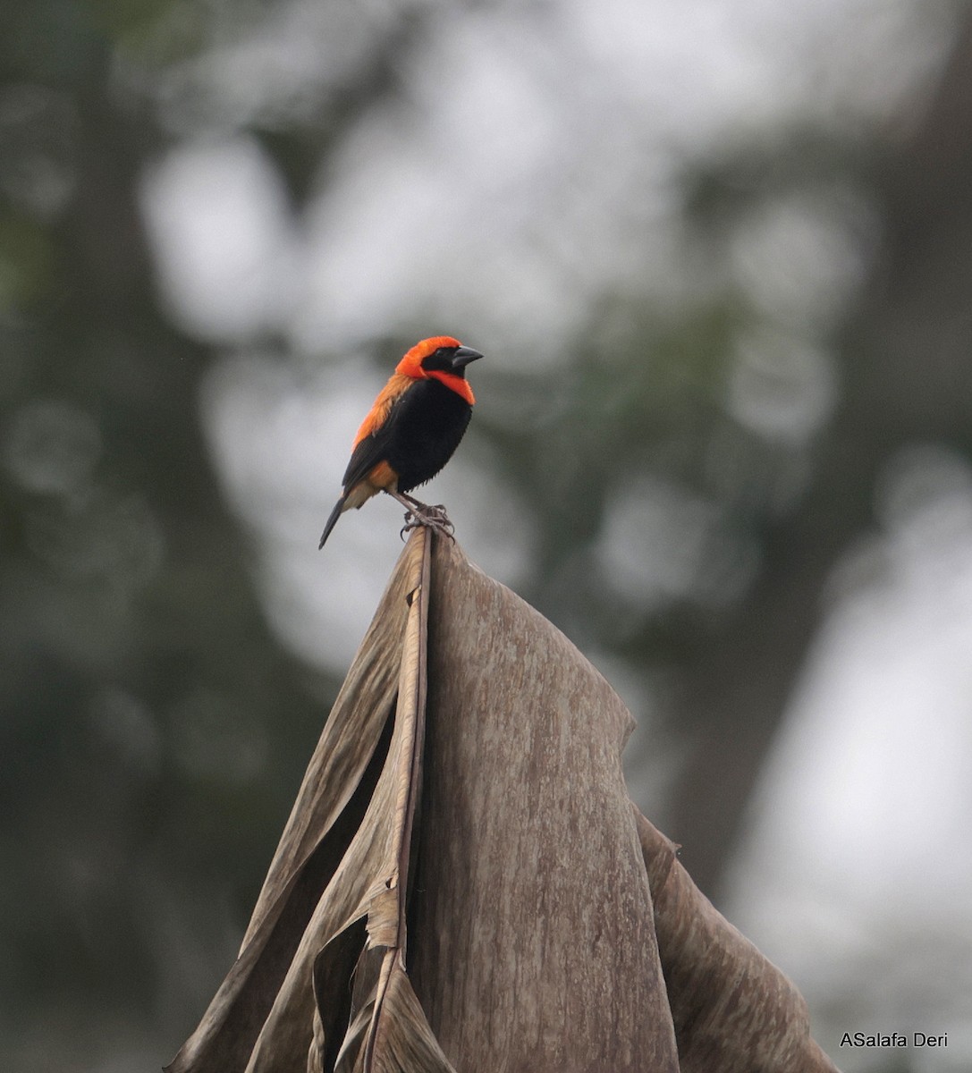 Black-winged Bishop - ML631055276