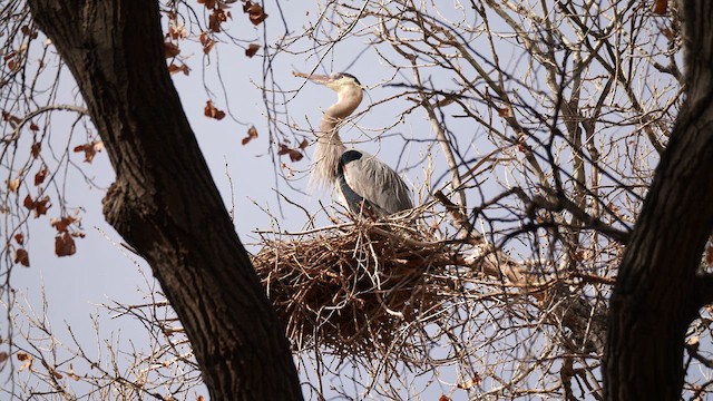 Great Blue Heron - ML631055339