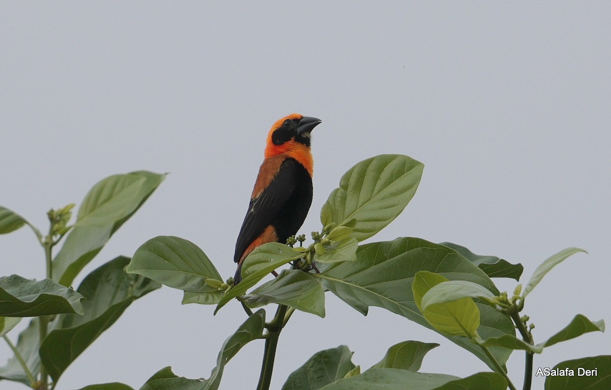 Black-winged Bishop - ML631055397