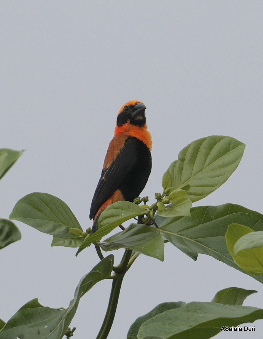 Black-winged Bishop - ML631055398