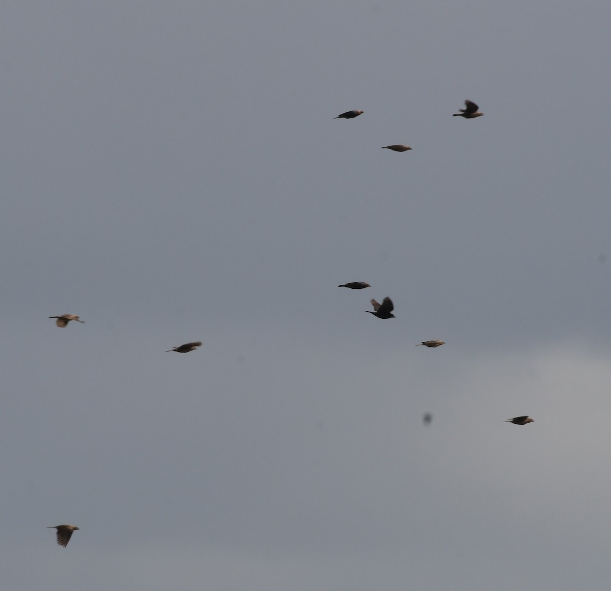 Brown-headed Cowbird - ML63105561