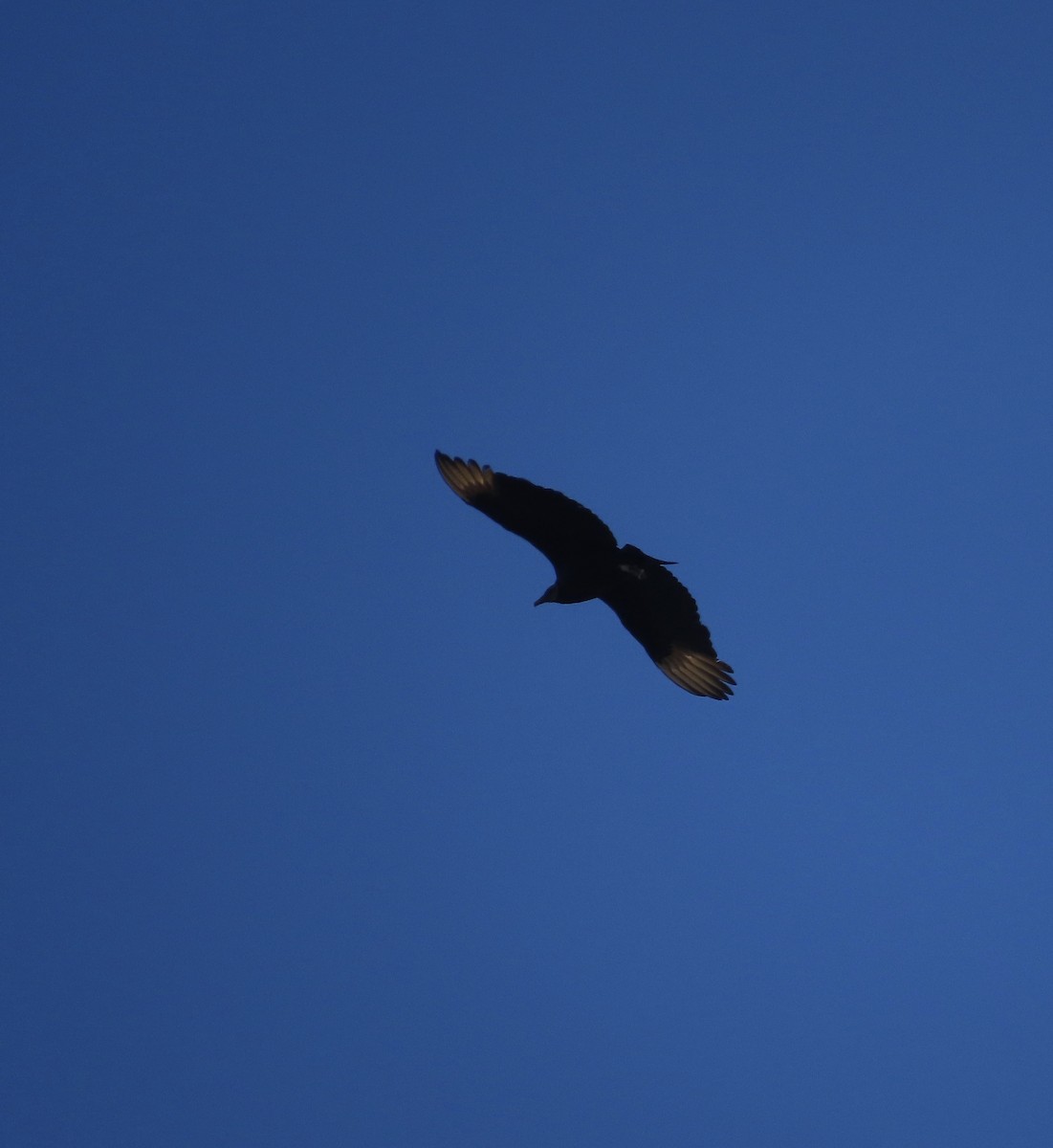 Black Vulture - ML631055651