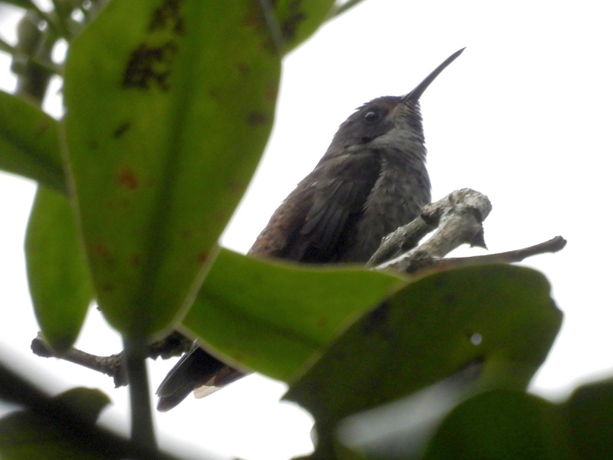 Brown Violetear - ML631055750