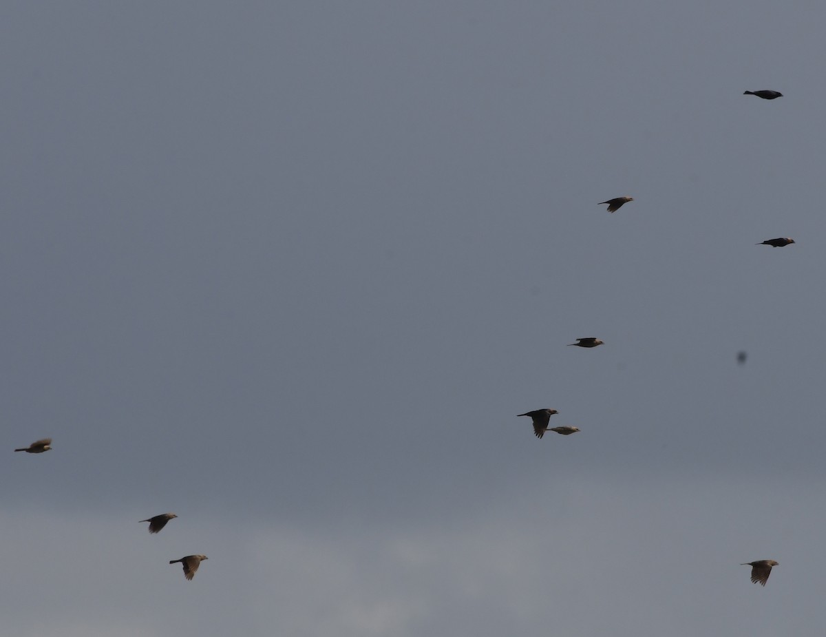 Brown-headed Cowbird - ML63105581