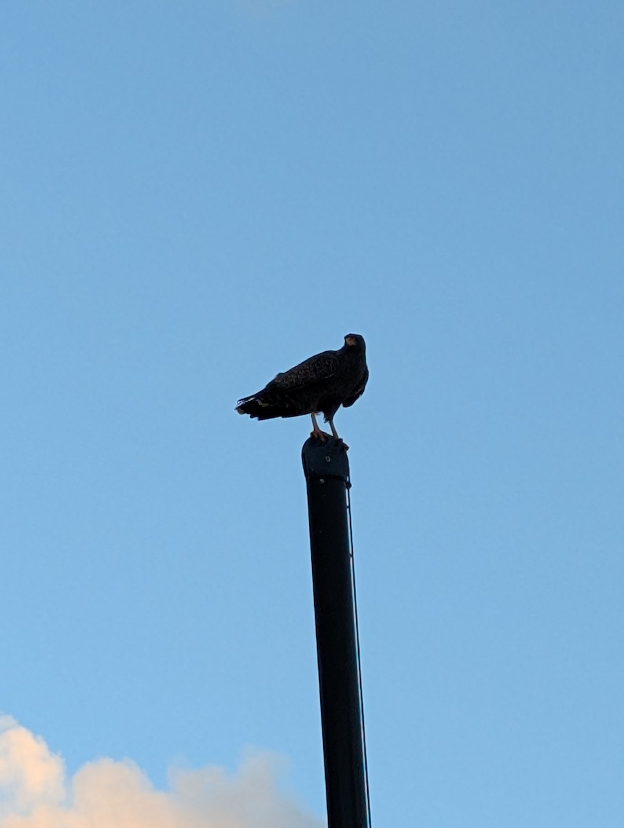 Cuban Black Hawk - ML631055954