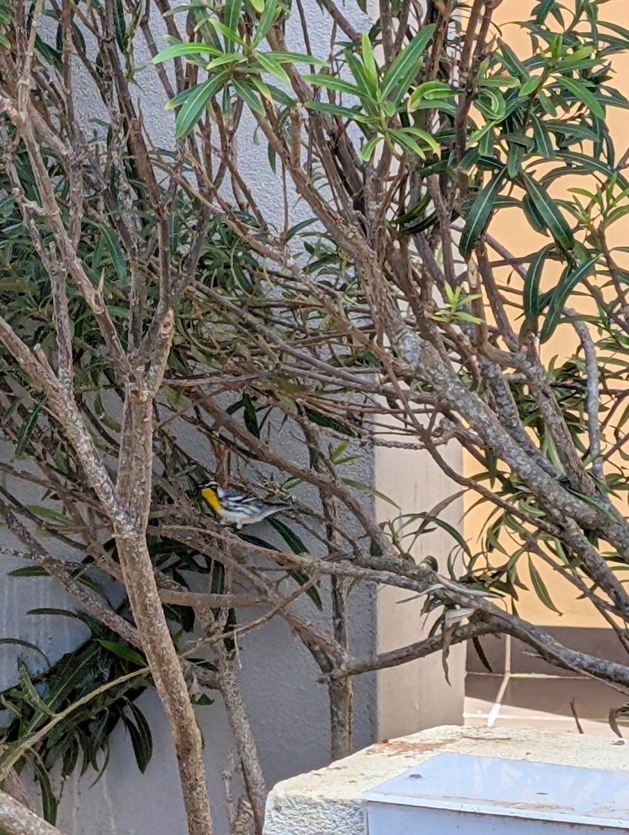 סבכון צהוב-גרון - ML631055962