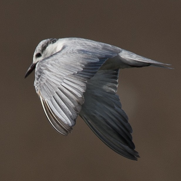 Whiskered Tern - ML631055971
