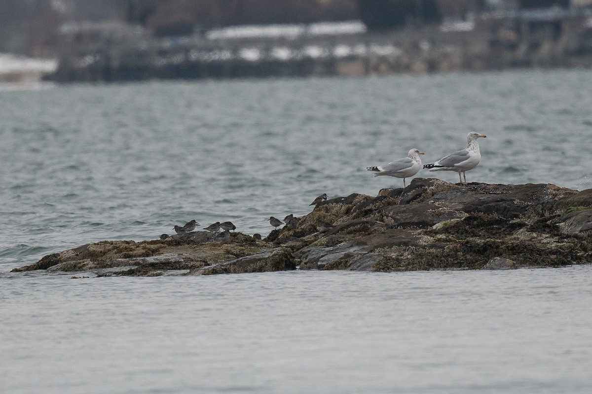 Meerstrandläufer - ML631055980