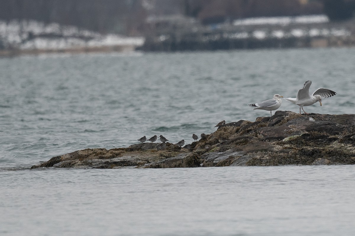Meerstrandläufer - ML631055981