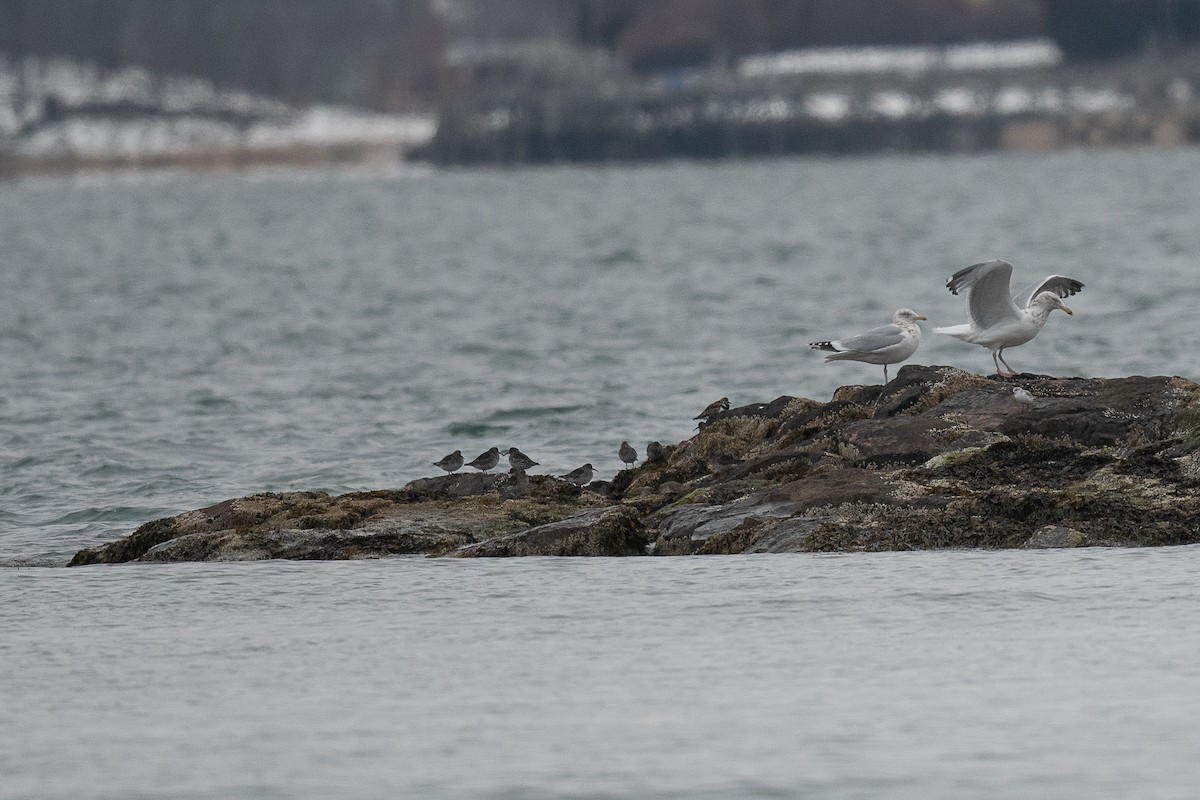 Meerstrandläufer - ML631055982