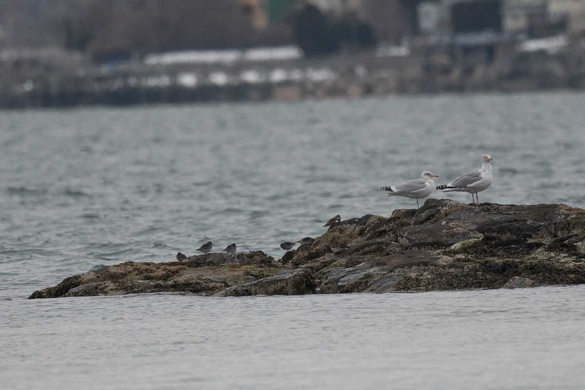 Meerstrandläufer - ML631055983