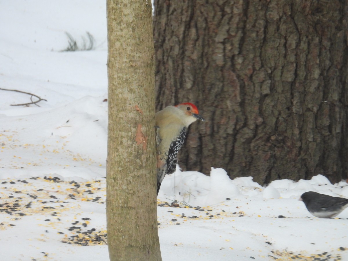 Red-bellied Woodpecker - ML631056059
