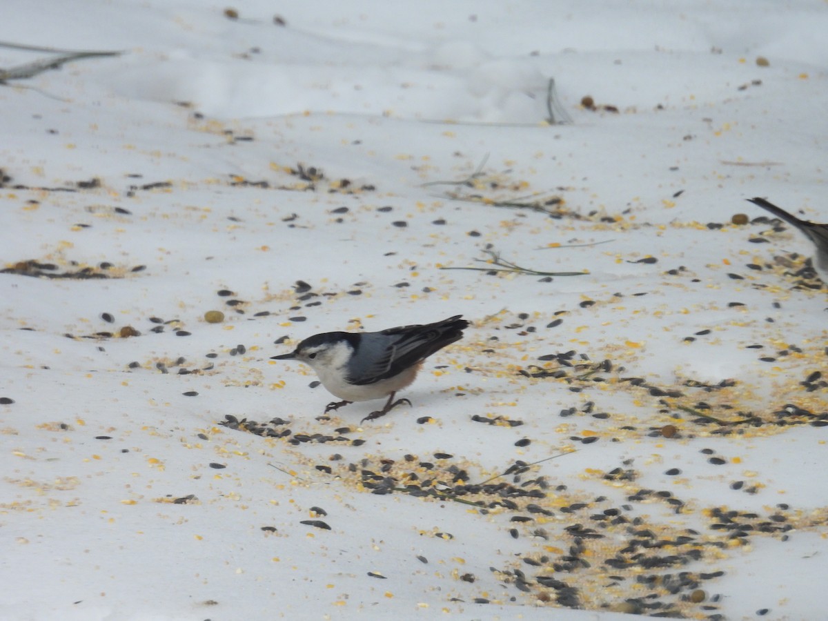 White-breasted Nuthatch - ML631056061