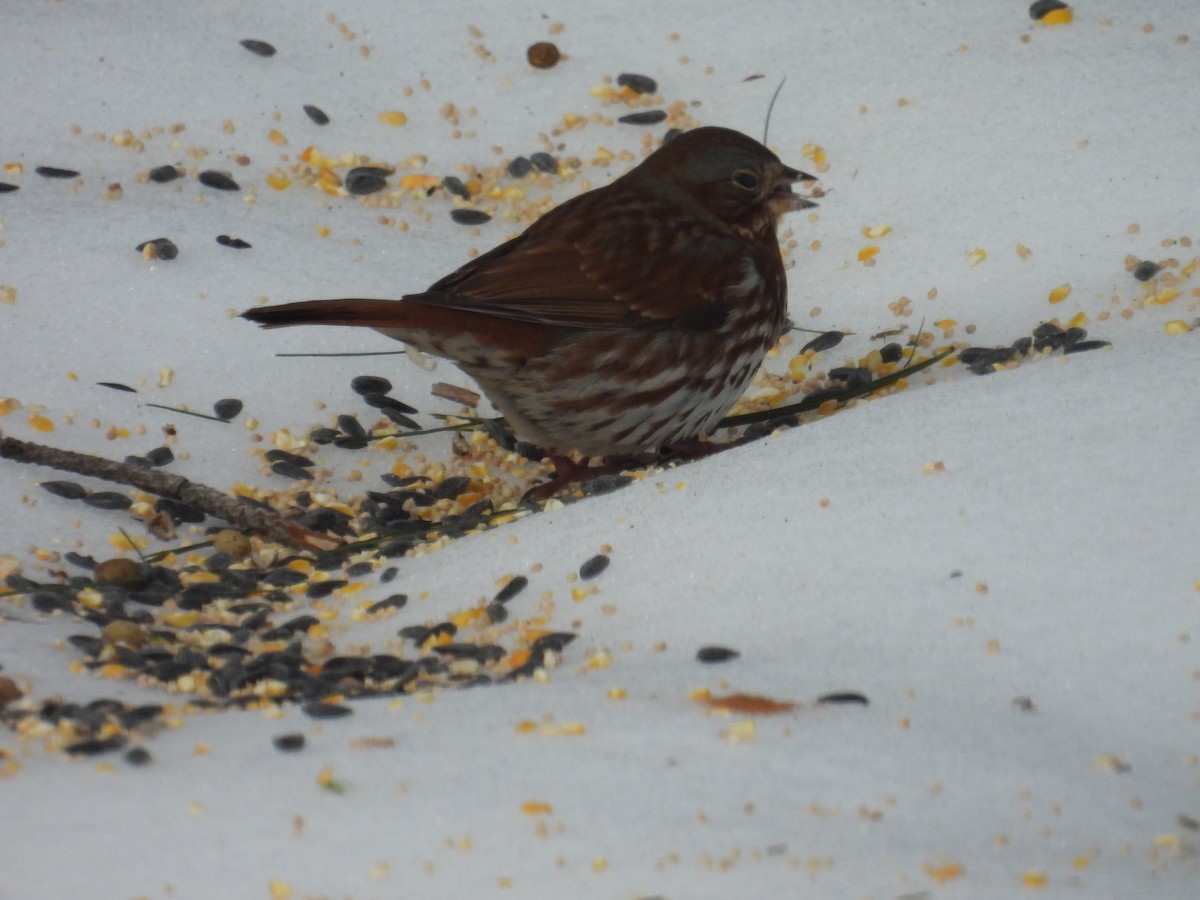Fox Sparrow - ML631056068
