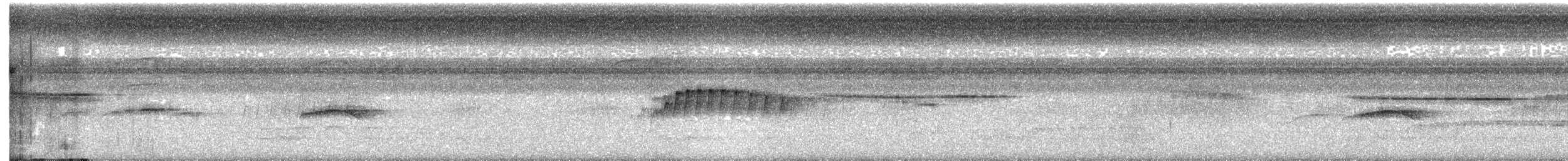 Tyranneau passegris - ML631056082