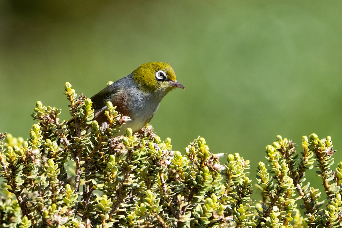 Silvereye - ML631056136