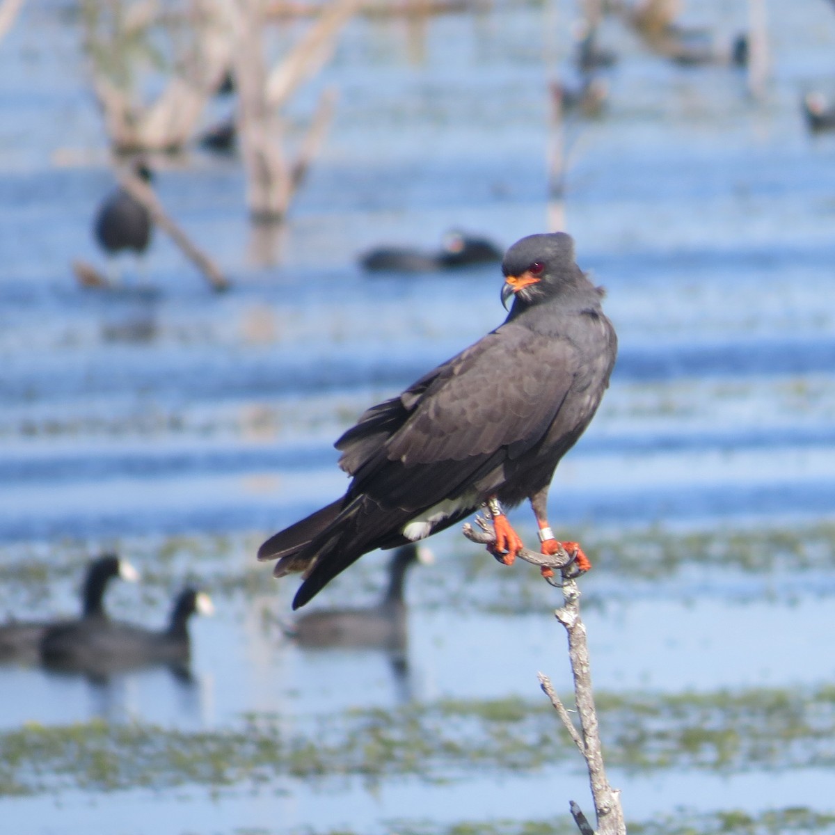 Snail Kite - ML631056147