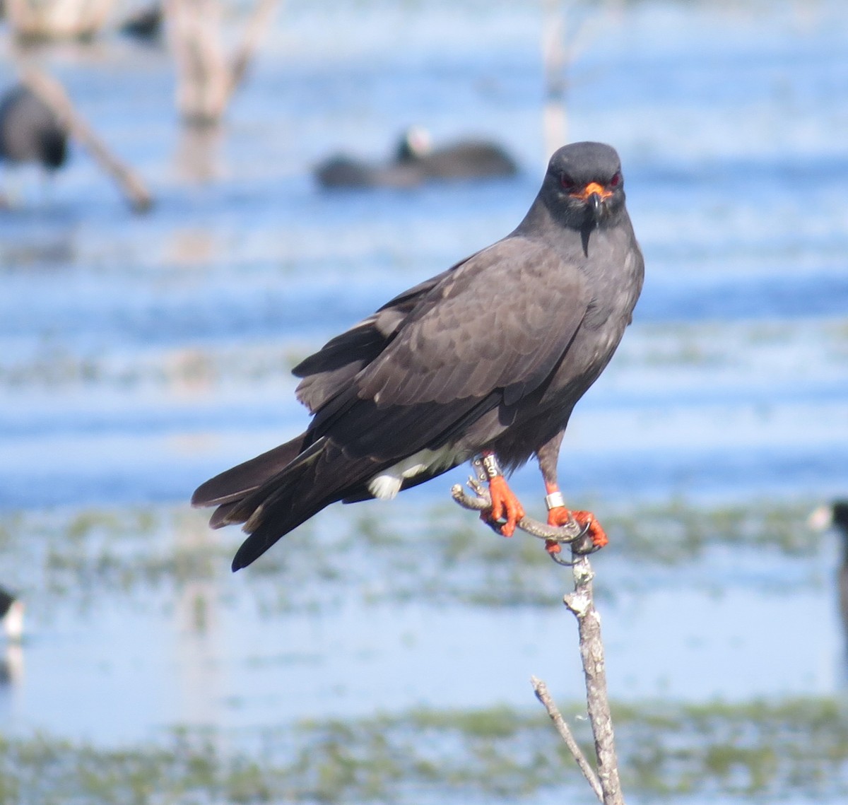 Snail Kite - ML631056148