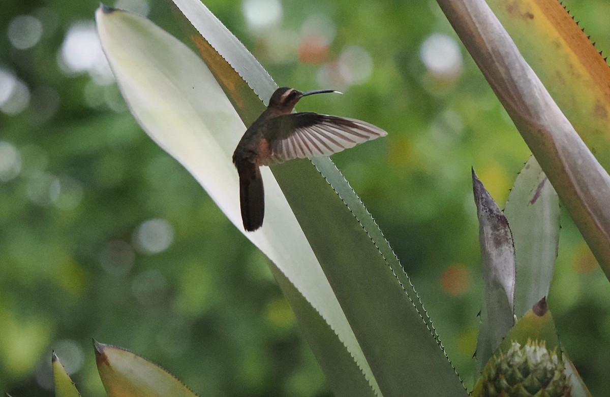 Hook-billed Hermit - ML631056158