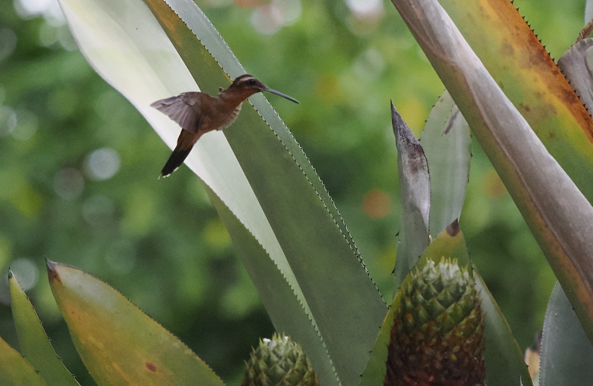 Hook-billed Hermit - ML631056159