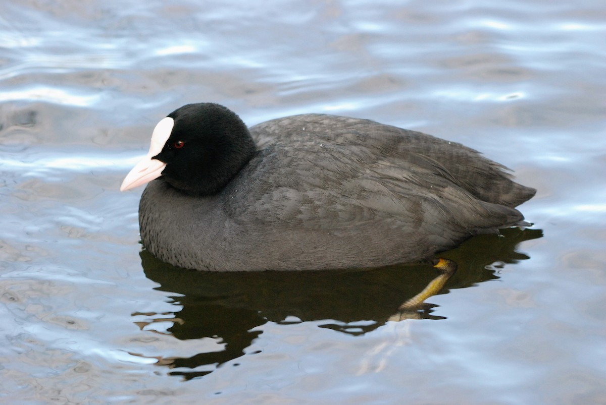 Blässhuhn - ML631056259