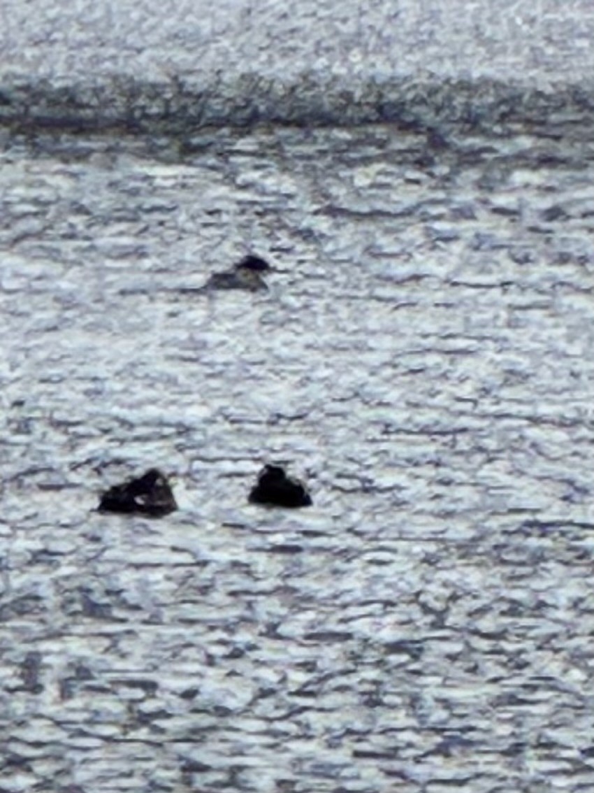 turpan kanadský - ML631056380