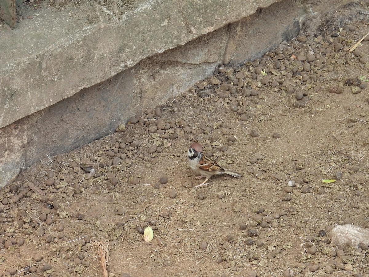 Eurasian Tree Sparrow - ML631056657