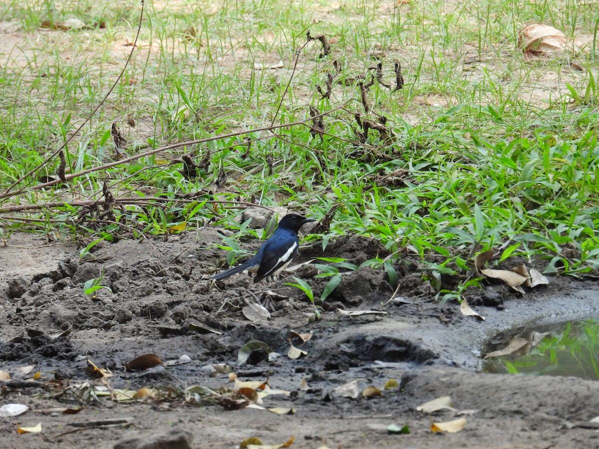 Oriental Magpie-Robin - ML631056671