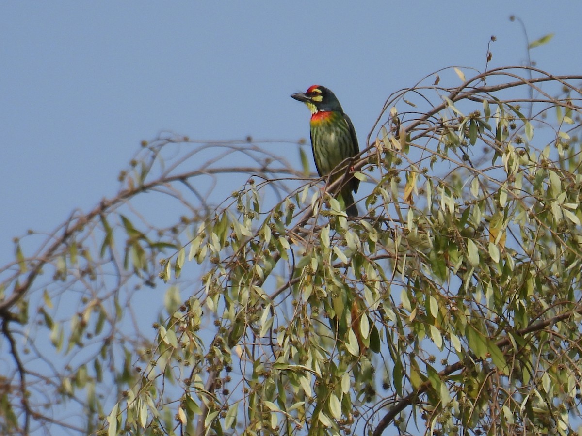 Coppersmith Barbet - ML631056681