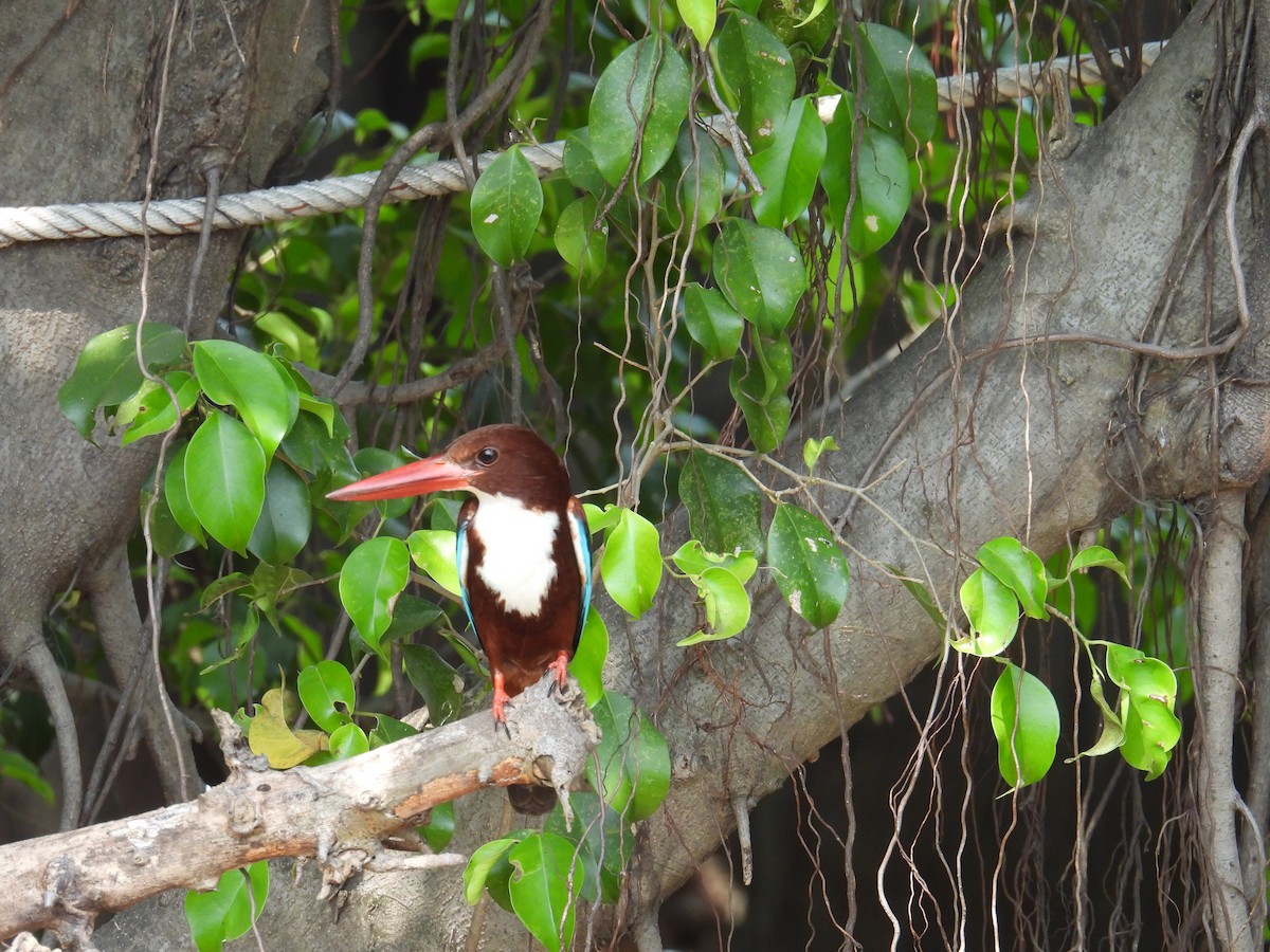 White-throated Kingfisher - ML631056711
