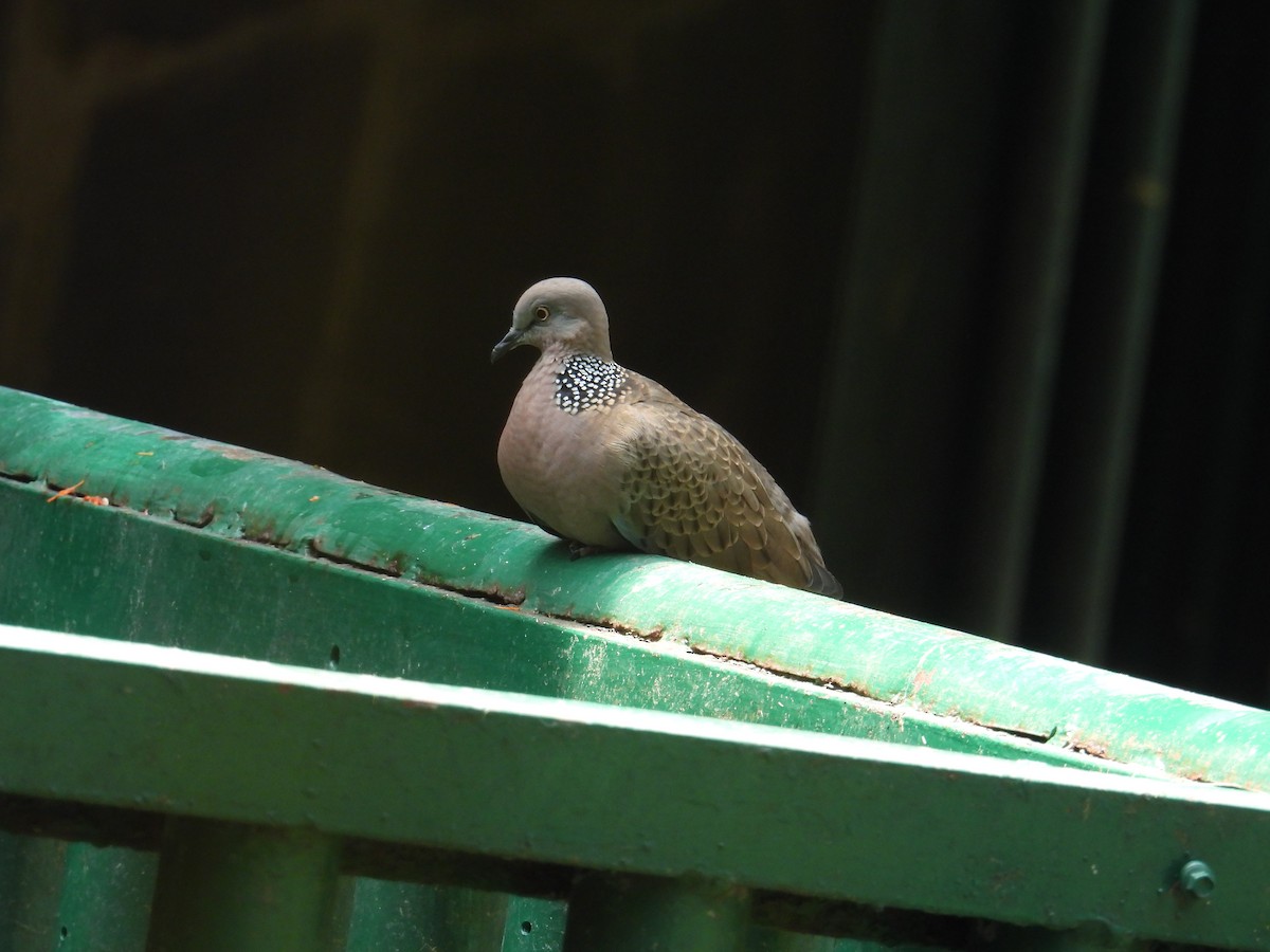Spotted Dove - ML631056749