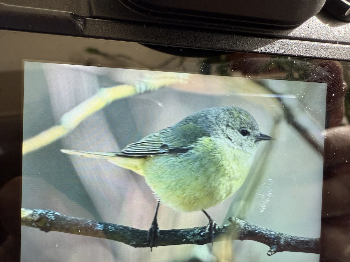 Orange-crowned Warbler - ML631056758