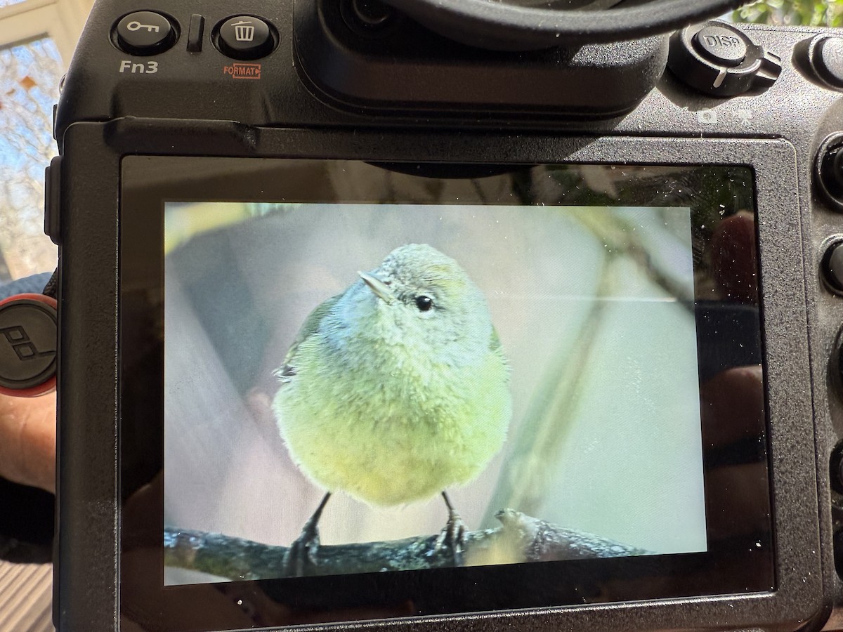 Orange-crowned Warbler - ML631056759