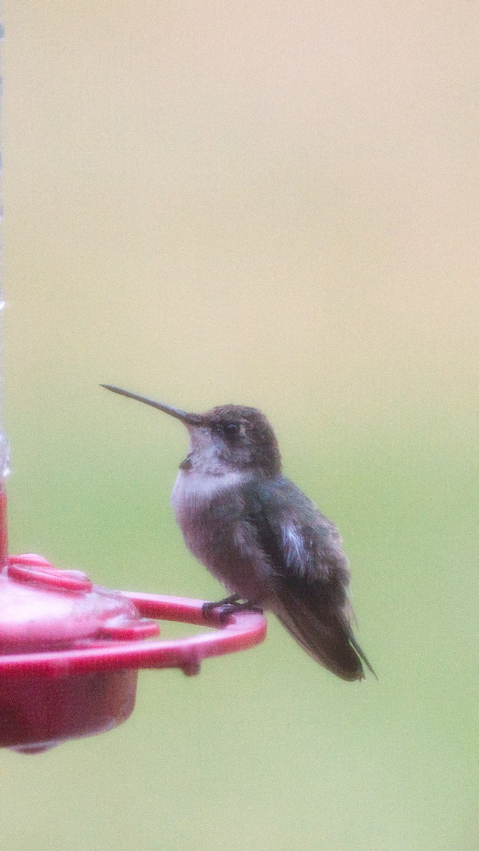 Black-chinned Hummingbird - ML631056768