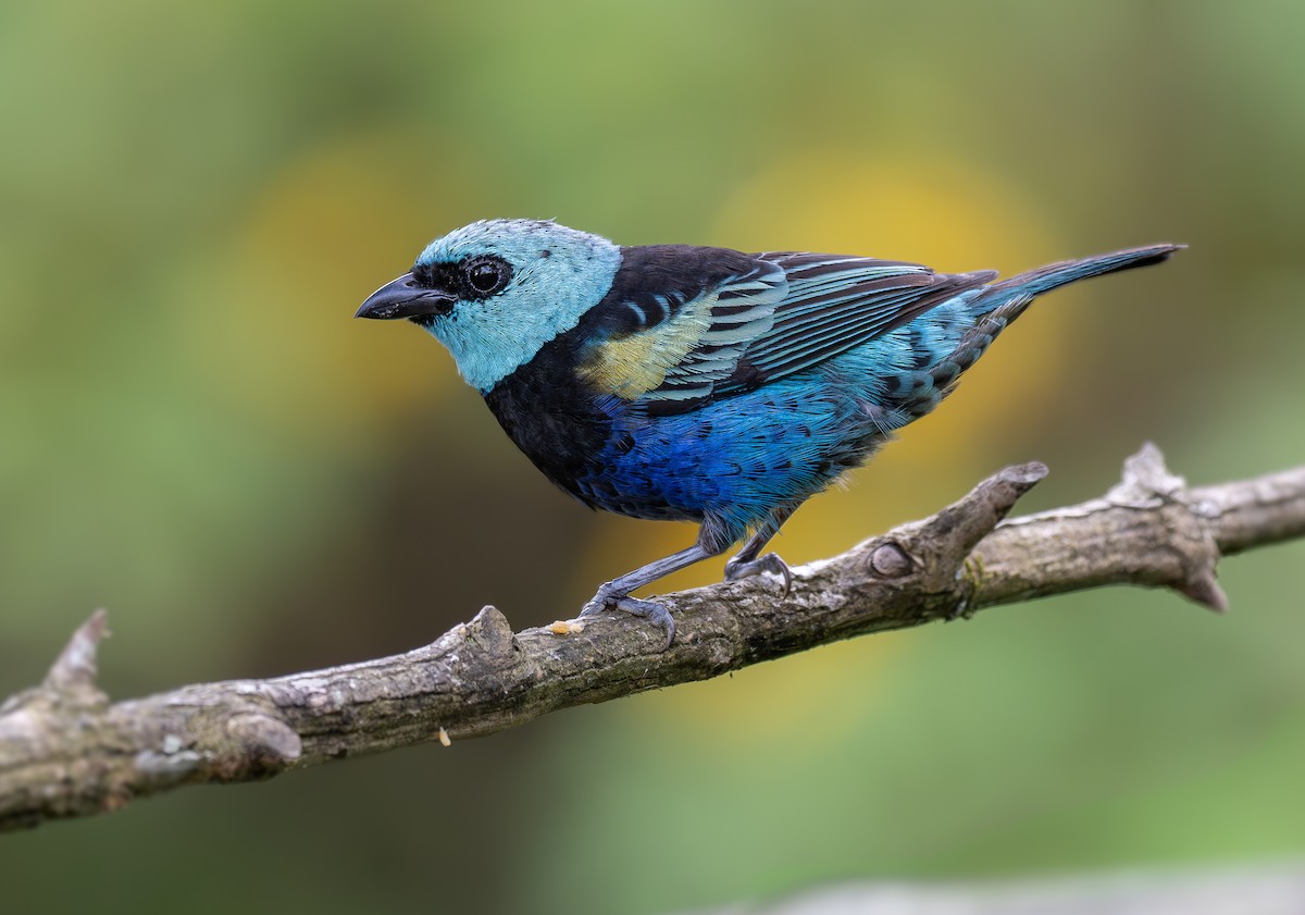 Mavi Boyunlu Tangara - ML631056895