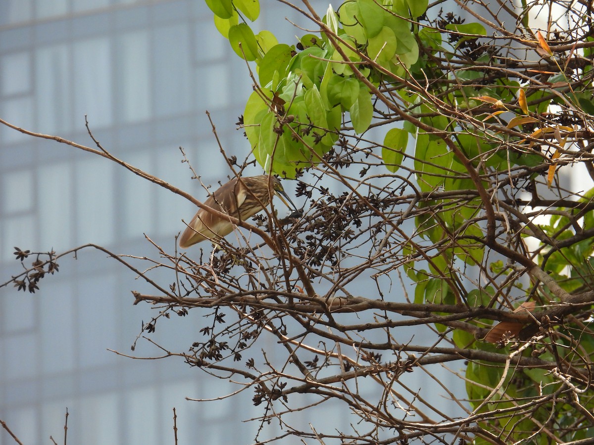 Chinese Pond-Heron - ML631056925