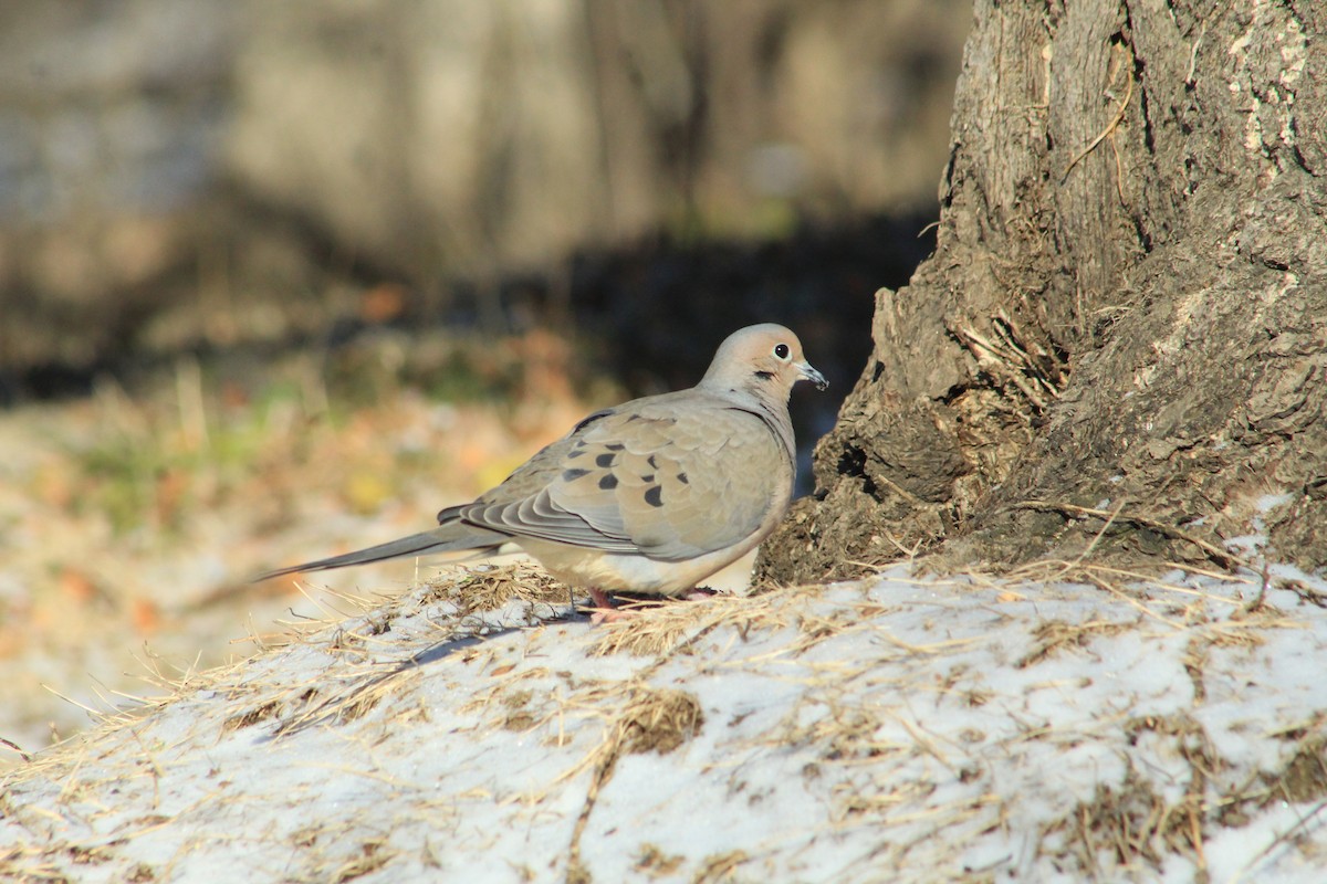 Mourning Dove - ML631057202
