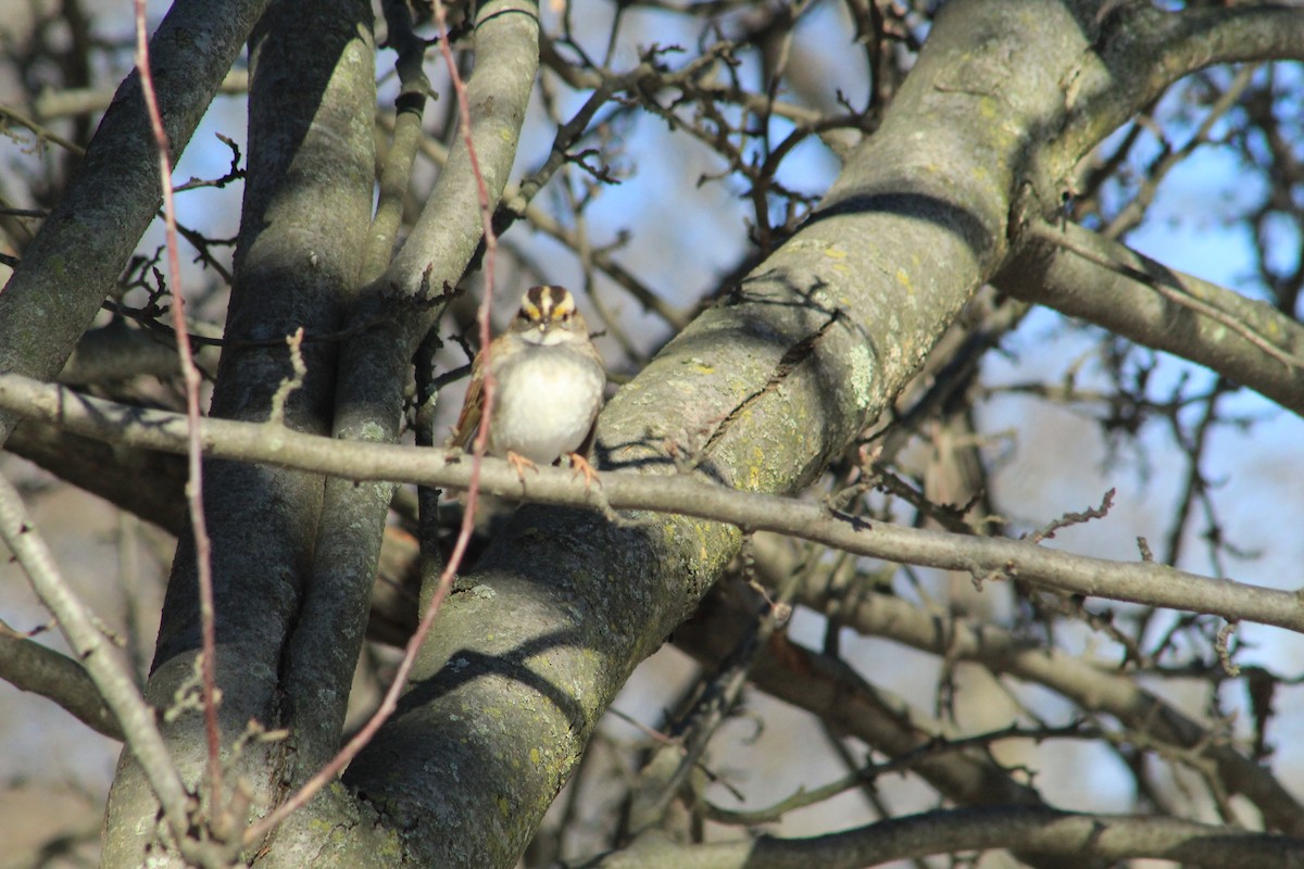 White-throated Sparrow - ML631057213