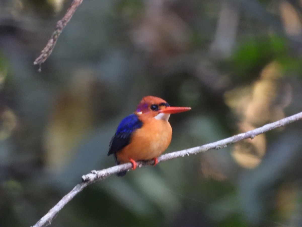 African Dwarf Kingfisher - ML631057214