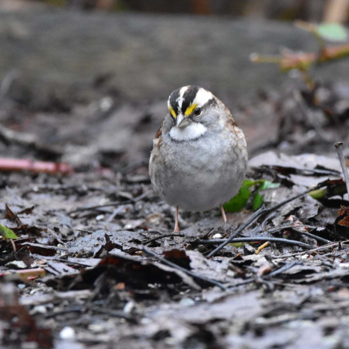 White-throated Sparrow - ML631057254