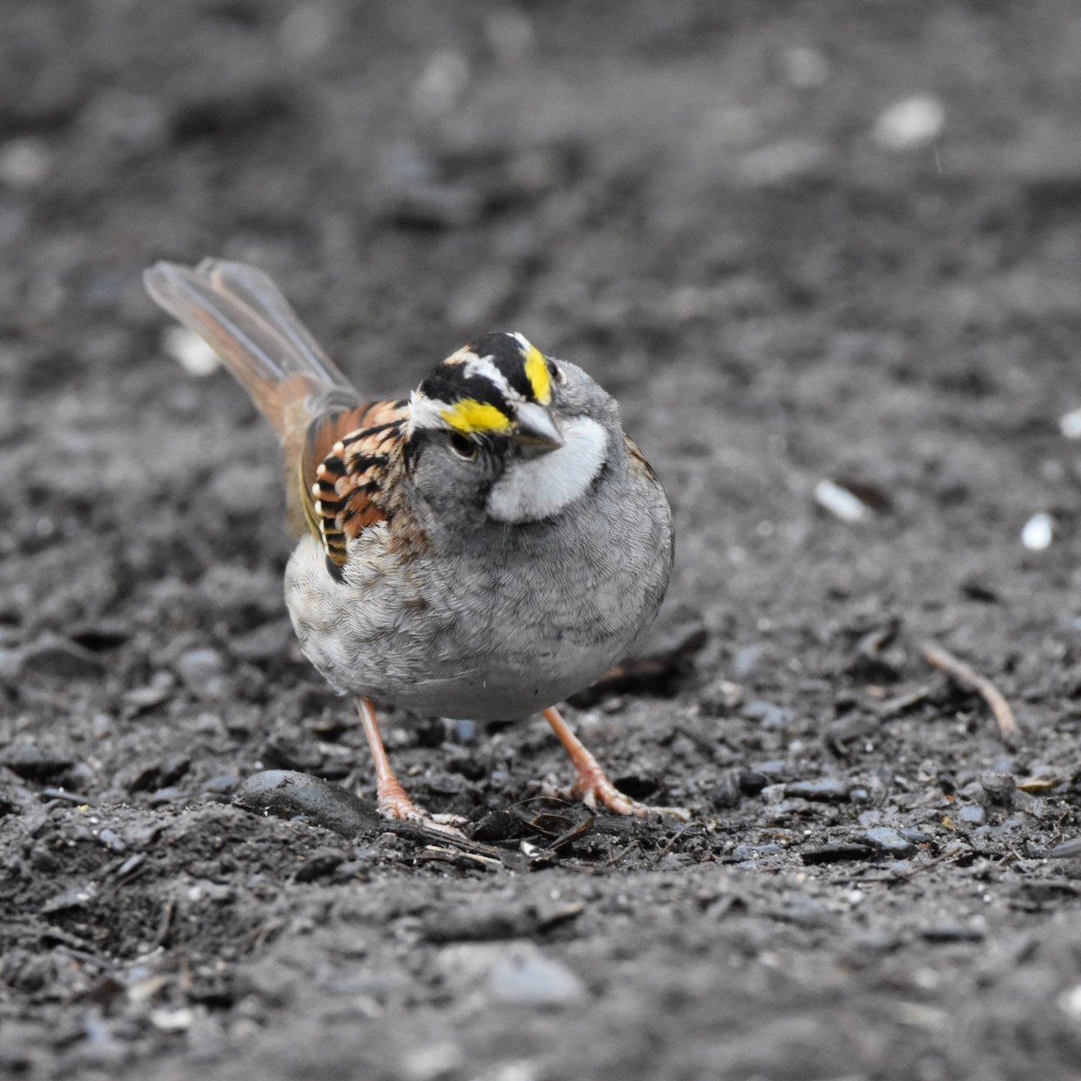 White-throated Sparrow - ML631057255