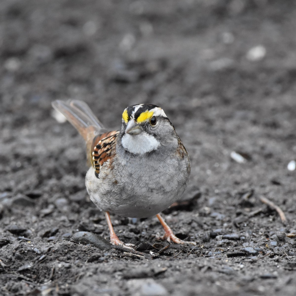 White-throated Sparrow - ML631057256