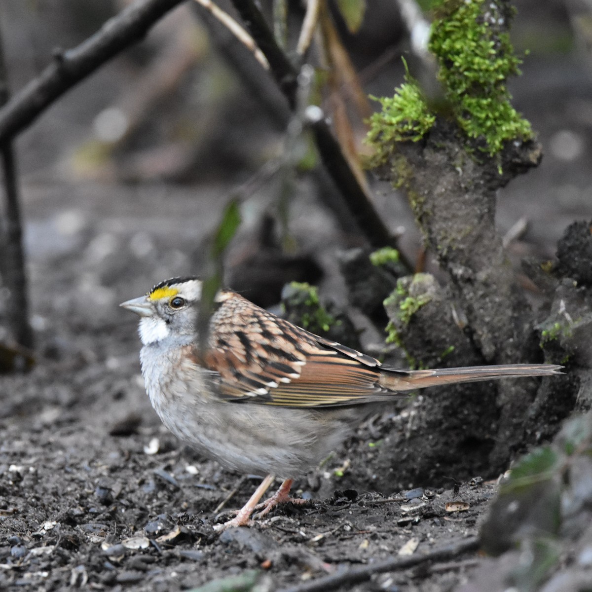 White-throated Sparrow - ML631057257