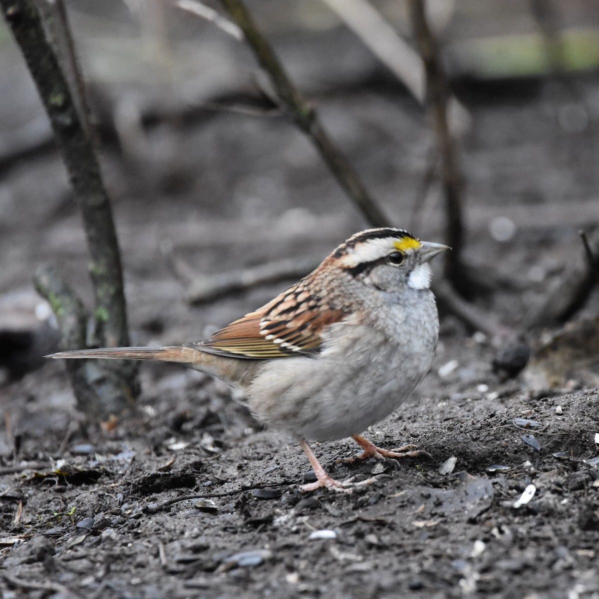 White-throated Sparrow - ML631057258