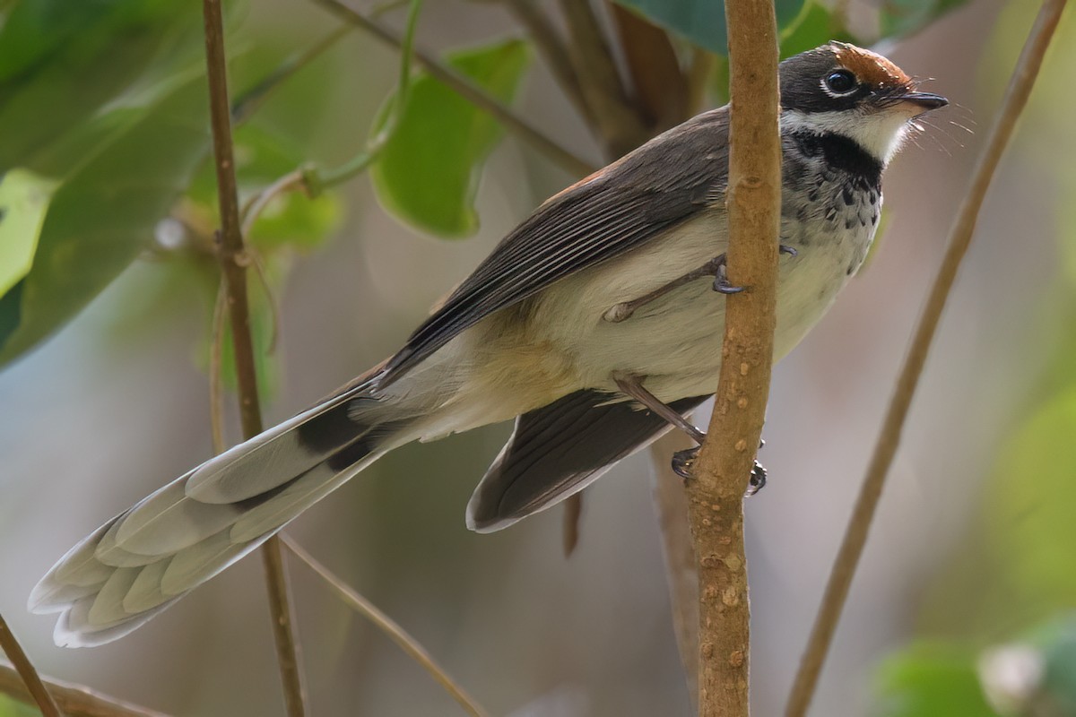 Arafura Fantail - ML631057331